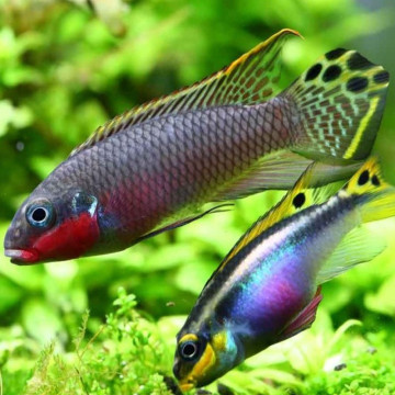 Pelvicachromis taeniatus Nigeria Red koppel